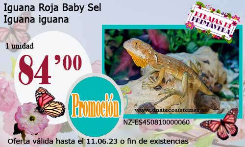 Iguana Roja Baby Sel.