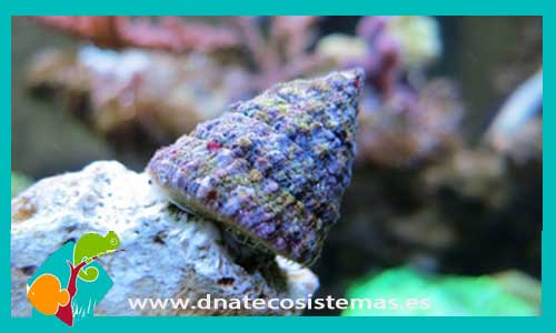 tectus-snail-frenestratus-caracol-super-herviboro--tienda-de-peces-online-peces-por-internet-mundo-marino-todo-marino