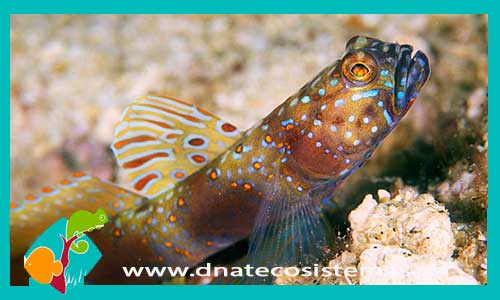 amblyeleotris-latifasciata-peces-por-internet-tienda-de-peces-online-mundo-marino-peces-marino
