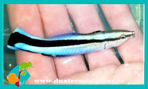 labroides-dimidiatus-6-8cm-tienda-de-peces-online-peces-por-internet-mundo-marino-todo-marino