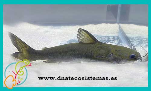 oferta-venta-pangasius-marron-14-18cm-ccee-tocantinsia-piresi-tienda-peces-tropicales-baratos-online-venta-peces-gatos-por-internet-tienda-mascotas-peces-rebajas-con-envio