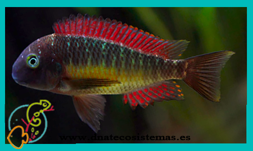 tropheus-moori-red-rainbow-kambwwinba-ikola-2-3cm-venta-de-peces-online-venta-de-peces-online-peces-de-agua-dulce-venta-deciclidos-baratos