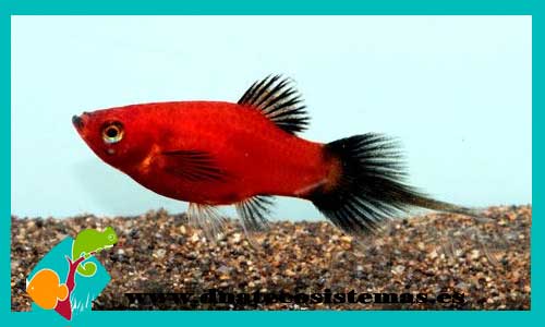 xiphophorus-maculatus-wagtail-pincel-hembra-platy-rojo-macho-pincel-platy-tigre-platy-tiger-tienda-de-viviparos-acuarios-a-medida-venta-online-de-peces-peces-baratos-platy-bee-platy-avispa