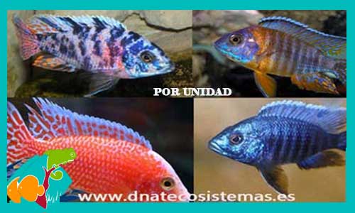 aulonacara-macho-surtida-5cm-peces-malawi-tienda-de-peces-online