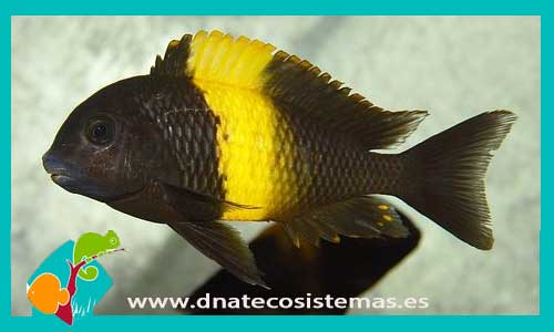 tropheus-moorii-kiriza-3-4cm-kazumba-venta-de-peixe-online