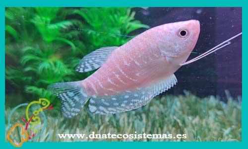 gurami-platino-5-6-trichogaster-trichopterus-opalin-venta-de-peces-de-agua-dulce-tienda-de-anabatidos-dnatecosistemas