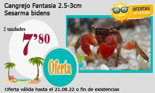 Cangrejo Fantasia 2.5-3cm