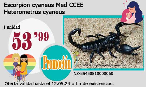 Escorpion cyaneus Med CCEE.