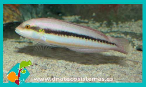 halichoeres-bivittatus-caribe