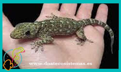 oferta-venta-gecko-ocelado-mediano-gekko-grossmanni-tienda-de-reptiles-baratos-online-venta-de-geckos-economicos-por-internet-tienda-mascotas-rebajas-online