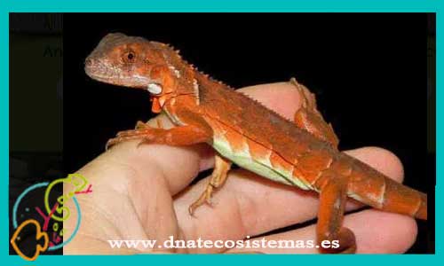 oferta-iguana-verde-roja-iguana-baby-dnatecosistemas-ventaonline-venta-de-repitiles-internet-reptiles-baratos-iguanas-lagartos-tienda-reptiles