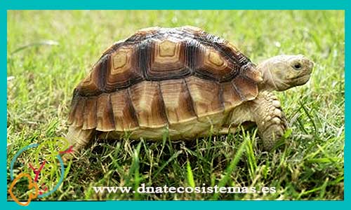 oferta-venta-tortuga-espolones-30cm-ccee-geochelone-sulcata-tienda-tortuga-patas-cabezas-rojas-online-venta-tortugas-calidad-baratas-por-internet-tienda-dnatecosistemas-reptiles-rebajas-bonitos-online