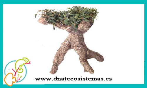 oferta-bonsai-bucephalandra-5-tienda-de-plantas-para-acuarios-de-agua-dulce-baratos-online-venta-bonsai-para-aquascaping-economico-por-internet-tiendamascotasdnatecosistemasonline