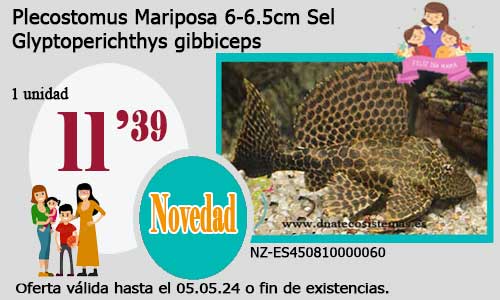 Plecostomus Mariposa  6-6.5cm Sel.