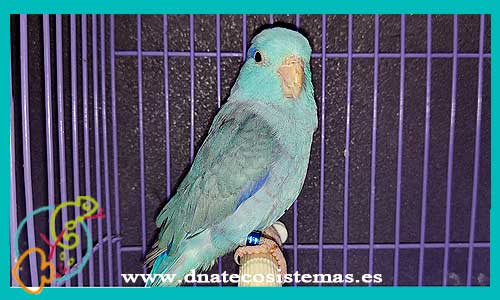 oferta-venta-forpus-azul-macho-fourpus-coelestis-tienda-pajaros-baratos-online-venta-aves-por-internet-tienda-mascotas-aves-rebajas-con-envio