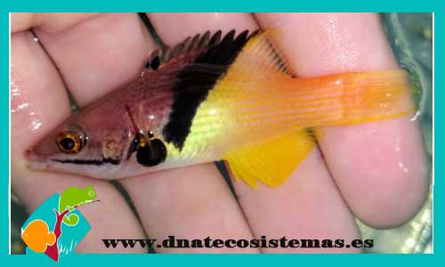 bodianus-mesothorax-tienda-de-peces-online-peces-por-internet-mundo-marino-todo-marino
