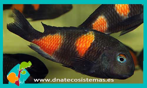 oferta-tropheus-moorii-bulu-point-ccee-8cm-golden-kazumba-venta-de-peixe-online