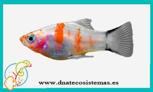 oferta-venta-platy-cebra-rojo-hembra-3-3.5cm-xiphophorus-maculatus-tienda-de-viviparos-baratos-online-venta-peces-agua-dulce-economicos-por-internet-tienda-molly-en-rebajas-online