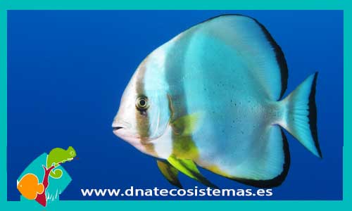 platax-orbicularis-tienda-de-peces-online-peces-por-internet-mundo-marino-todo-marino