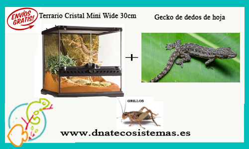 oferta-pack-gecko-dedos-de-hoja-tienda-de-reptiles-online-venta-gecko-internet-tiendamascotasonline-economico-barato-lagartijas