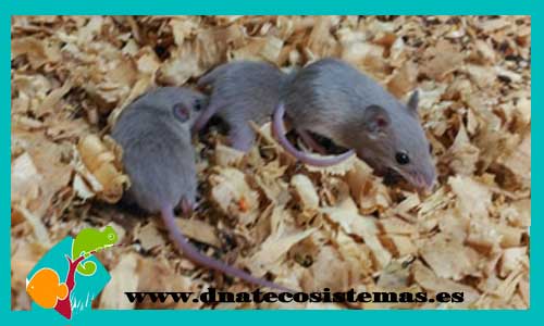raton-pygmeo-musminutoides-grey-blue-azul