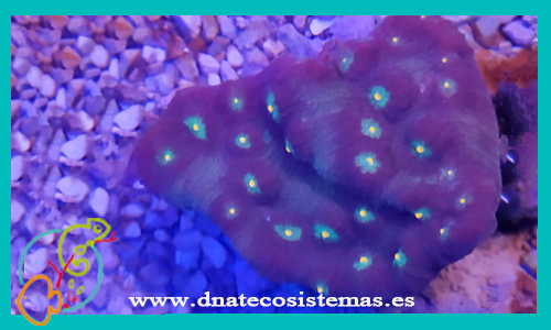 pectiniidae-spp-bicolor-coral-duro-tienda-de-peces-online-peces-por-internet-mundo-marino-todo-marino