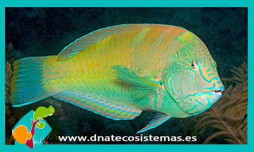 halichoeres-radiatus-tienda-de-peces-online-peces-por-internet-mundo-marino-todo-marino-comida-congelada-skimer-filtro-bomba-acondicionador-test-fluorescente-pantalla