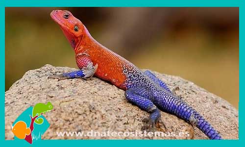 agama-rojo-de-tanzania-agama-mwanzae-tienda-de-venta-de-reptiles-online