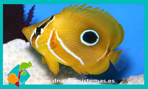 chaetodon-bennetti-tienda-de-peces-online-peces-por-internet-mundo-marino-todo-marino