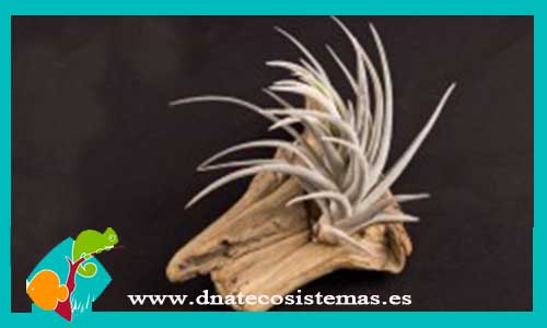 tillandsia-ixioides-x-aeranthos-diametro-5cm-altura-15cm-tienda-online-de-productos-para-terrarios