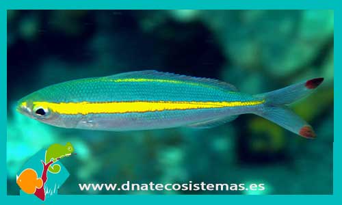 pterocaesio-chrysozona-tienda-de-peces-online-peces-por-internet-mundo-marino-todo-marino