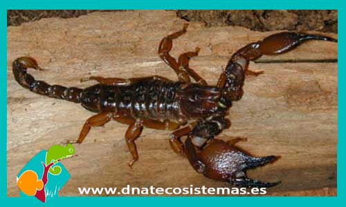 escorpion-emperador-de-tanzania-pandinus-cavimannus-tienda-animales-online-aranas-tarantulas