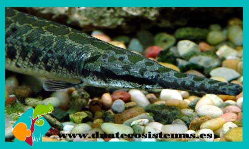 nueva llegada de pez cocodrilo y carpa del mekong 977351-lepisosteus-oculatus2