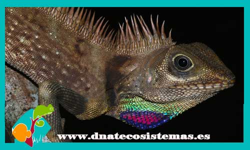 gonocephalus-bellii-reptiles-baratos-tienda-de-peces-online-peces-reptiles-anfibios-saurios-por-internet-venta-de-lagartos-baratos