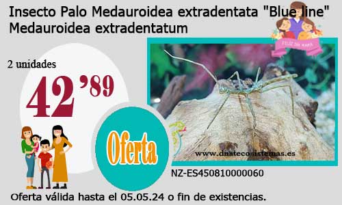 Insecto Palo Medauroidea extradentata.