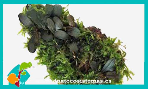 bucephalandra-dob-con-musgo-en-lava-bucephalandra-plantas-para-acuarios-de-agua-dulce