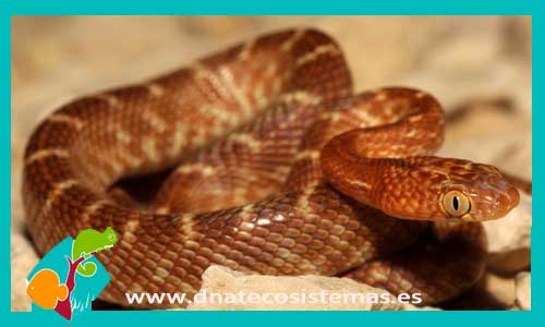 serpiente-gato-telescopus-dhara-serpientes-baratas-online-calidad-reptiles-tienda-de-reptiles-online