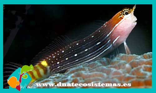 ecsenius-pictus--tienda-de-peces-por-internet-mundo-parano-tienda-de-peces-online-mundo-marino-todo-marino-accesorios-bomba-skimmer-filtros-