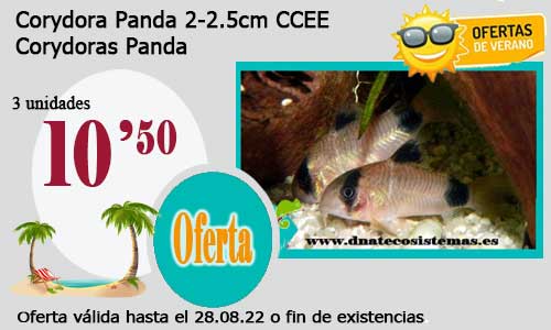 Corydora Panda 2-2.5cm CCEE