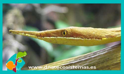 serpiente-liana-de-madagascar-langaha-madagascariensis-dnatecosistemas-venta-online-de-reptiles-tienda-de-reptiles-por-internet