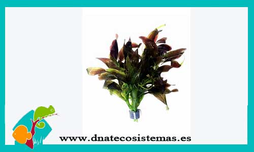 vallisneria-caulenses-plantas-para-acurios-de-agua-dulce