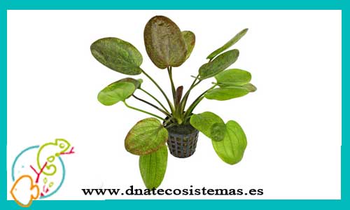 oferta-echinodorus-chrileni-planta-para-acuarios-de-agua-dulce