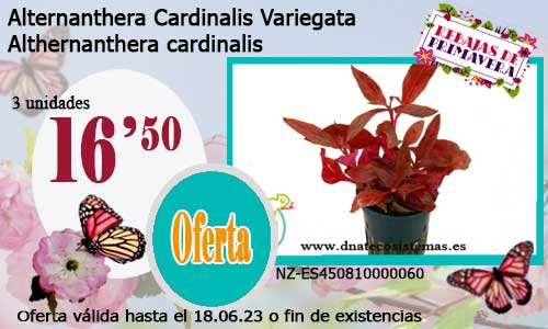 Alternanthera Cardinalis Variegata.