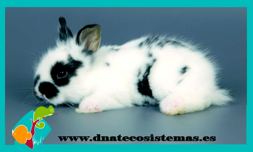conejo-angora-blanco-negro1-chip-venta-de-conejo-barato-online