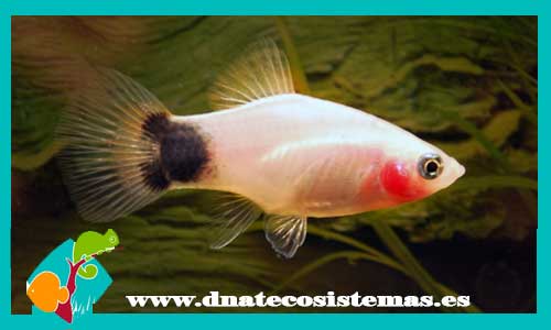 platy-maculatus-blanco-hembra-micky-ad-platy-calico-azul-3-3.5-xiphophorus-maculatus-xiphophorus-maculatus-platy-tigre-platy-tiger-tienda-de-viviparos-acuarios-a-medida-venta-online-de-peces-peces-baratos-platy-bee-platy-avispa
