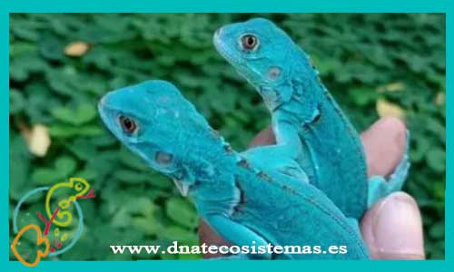 oferta-venta-iguana-azul-baby-s-ccee-tienda-de-reptiles-baratos-online-venta-de-largatijas-economicos-por-internet-tienda-mascotas-rebajas-online-tienda-lagartos-onlinelagartos-tienda-reptiles