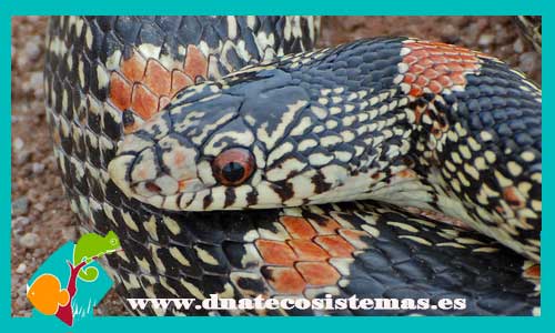 culebra-narigona-m-l-rhinocheilus-lecontei-tienda-de-reptiles-online-serpientes