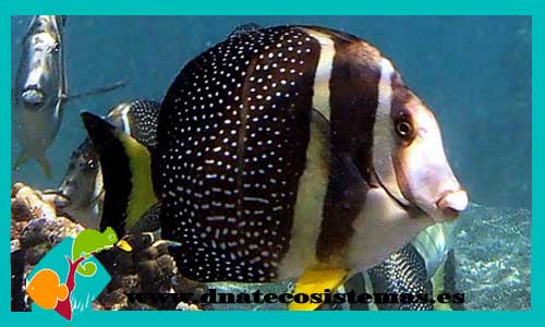 acanthurus-guttatus-nigricans-venta-de-peces-marinos-online-