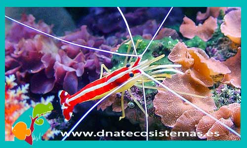 lysmata-amboinensis-m-gamba-desparasitadora-4-6ms-tienda-de-peces-online-peces-por-internet-mundo-marino-todo-marino