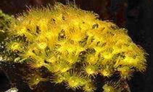 parazoanthus-gracillis-yellow-tienda-de-peces-online